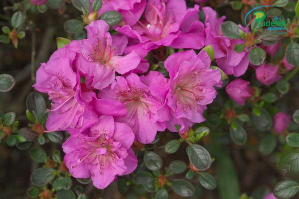 Azalia japońska Thekla